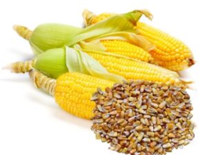 Bulk Sweet Corn
