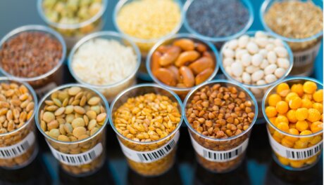 Various types of grains and legumes in clear lab plastic containers with labels.
